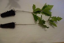 5 Stück Quercus rubra Amerikanische Roteiche für Garten