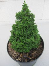 Edelstein Hinoki Scheinzypresse - Chamaecyparis obtusa Gemstone - 15 - 20 cm