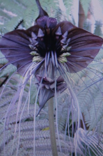 Samen fledermausblume tacca - 10,