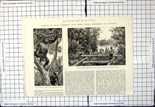 Antiker Druck Ourang-Outang