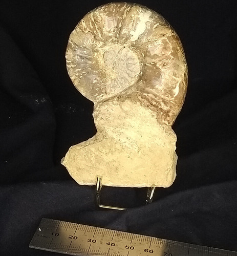 Ammonit ceratites evolutionus - ceratites,