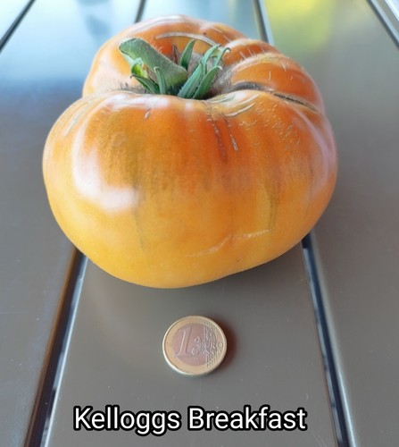 Tomatensamen kelloggs - tomatensamen,