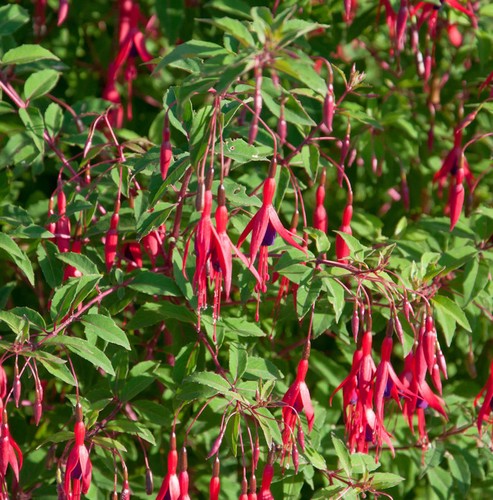 Fuchsie gracilis fuchsia - -,