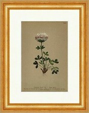 Thals Klee Trifolium Thalii