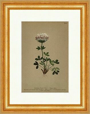 Thals klee trifolium - thals,