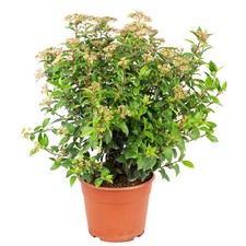 Lorbeer-Schneeball rot -