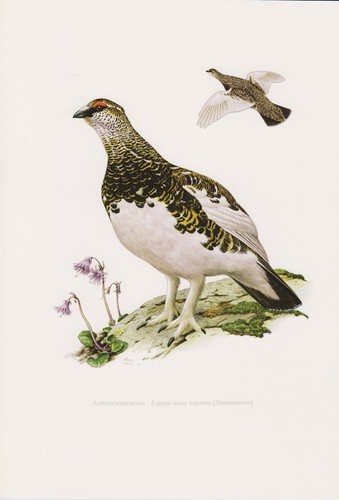 Alpenschneehuhn - , muta)