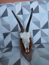 Gamsbock Geweih 11 Jahre und ca 22,5 schlauchlänge