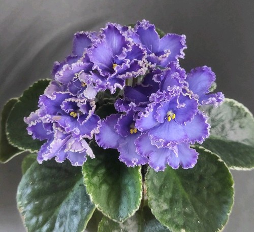 African violet saintpaulia - african,