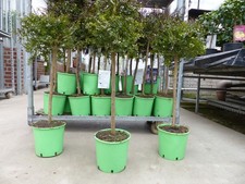 Kaviarlimette 100 cm | roter