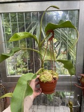 Nepenthes truncata giant x