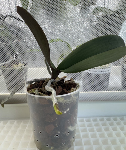 Orchidee phalaenopis fangme - phalaenopis,