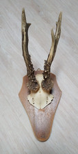 Rehgeweih Rehgehörn Rehkrickerl Krucken Trophäenschild Holz Jagd Trophäe Vintage
