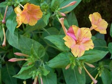 Samen wunderblume mirabilis - samen,