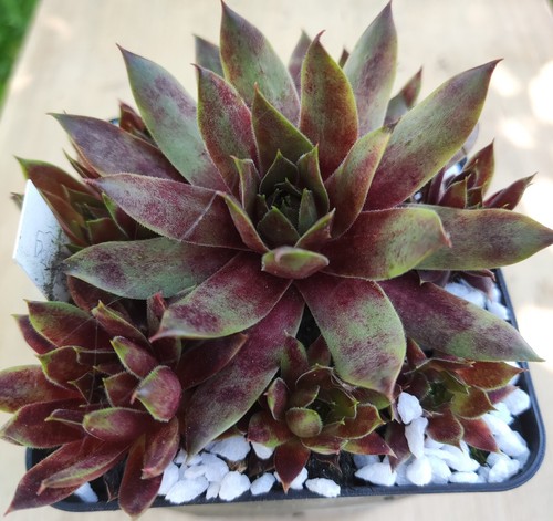 Sempervivum gangster 2x - -,