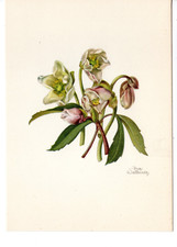 Pretty Pink Christrose