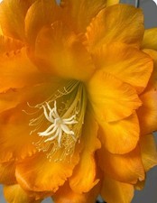 Epiphyllum "Spiced Takuan "