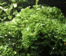 Süßwassertang für Aquarium, Große Portion