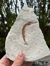 Schnabelfisch BELOSTOMUS