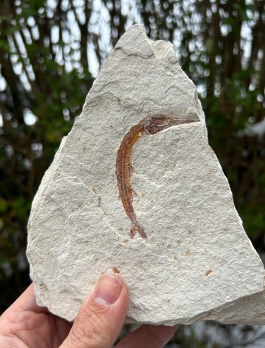 Schnabelfisch belostomus - schnabelfisch,