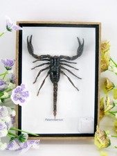 Riesiger echter Skorpion -