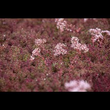 Sedum album 'Murale' - Garten-Rotmoos-Mauerpfeffer 'Murale' - 9cm Topf 