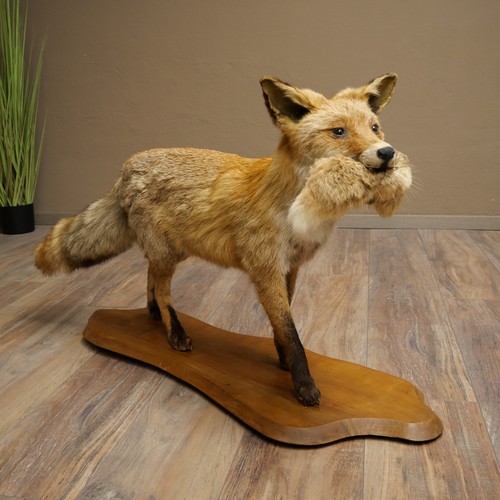 Fuchs rotfuchs mit - fuchs, im