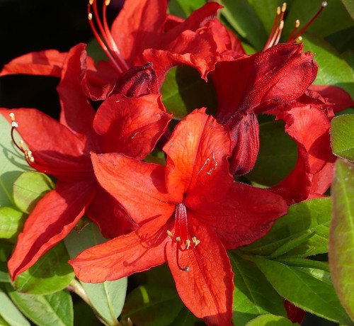 Rhododendron luteum nabucco - -,