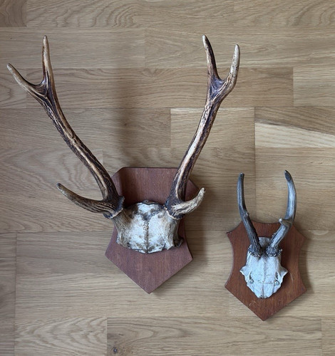 Jagdtrophäe - 2x,