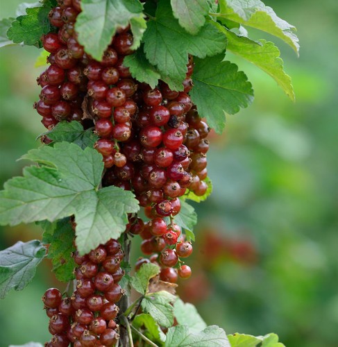 Rote johannisbeere rosetta - rote,