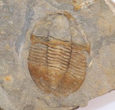 Trilobit, Archegonus