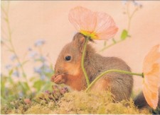 Postkarte Rotes Eichhörnchen