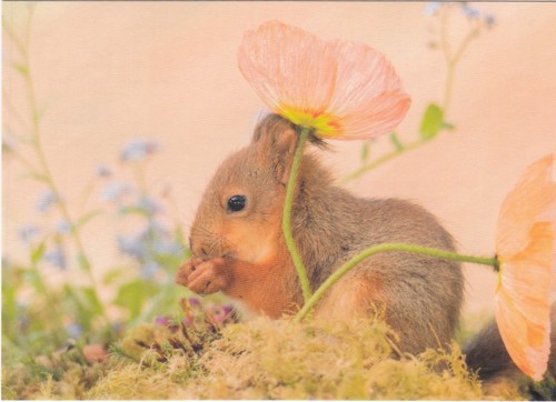 Postkarte rotes eichhörnchen - postkarte,