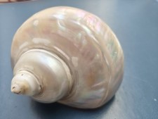 Perlmuttschnecke Turbo