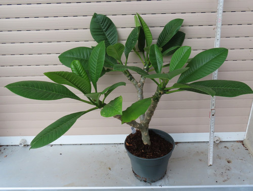 Plumeria frangipani verzweigt