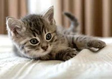 Fleecedecke Katze 100x140 cm