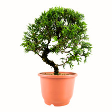 Bonsai Baum in einem