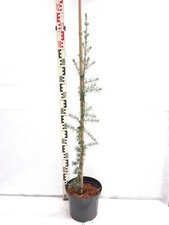 Cedrus libani Karl Fuchs