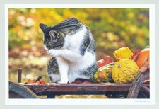 1 AK Katze "Morgentoilette" -