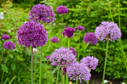 Winterhart lila mix allium - winterhart, lila-mix