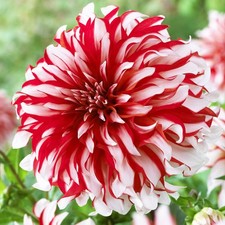 Dahlie Knolle Sommerblumen