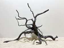 Schwarze Moorwurzel XL