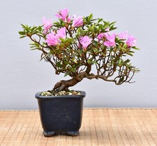 Bonsai Outdoor, Satsuki Azalee