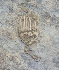 Crinoide, Eucalyptocrinus