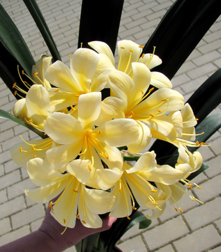 Clivia clivie klivie citrina - clivia,