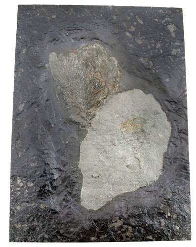 Lias seiocrinus subangularis - ,