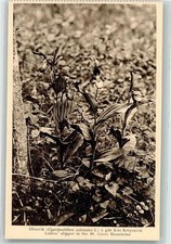 39596962 - Obuwik Gelber