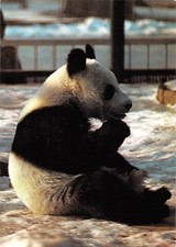 BR88979 berlin zoo pandabar