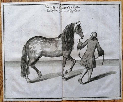 Cavendish pferde reiten - cavendish,