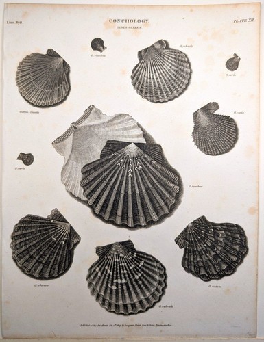 Muschelkunde verschiedene - muschelkunde:,